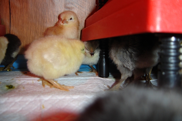 Chicks under warmers