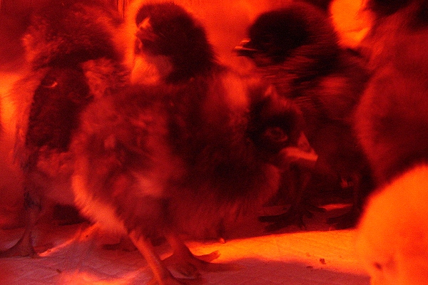 Chick Dynamics