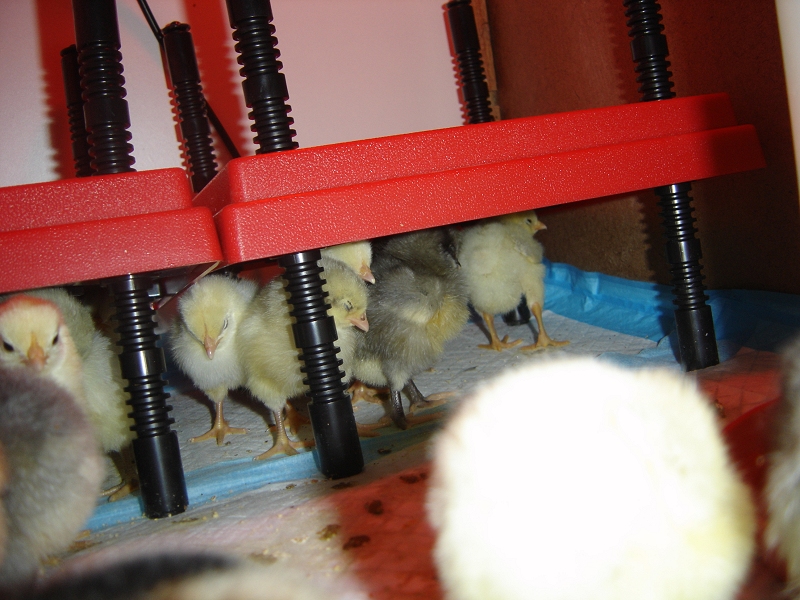 Huddled for Warmth