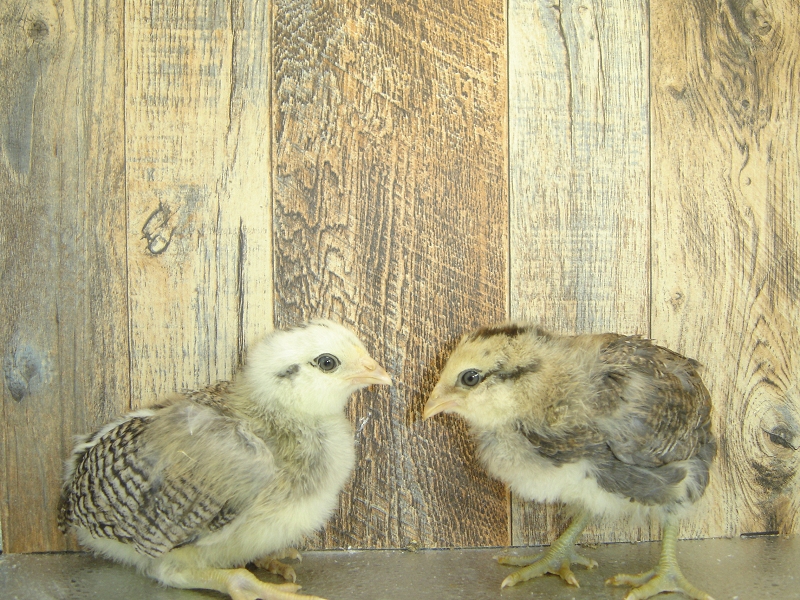 4 Pullet Chicks Week 3 Easter Eggers 1 and 2