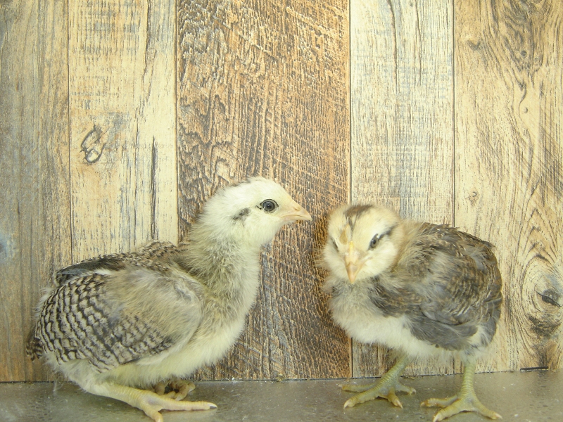 4 Pullet Chicks Week 3 Easter Eggers 1 and 2