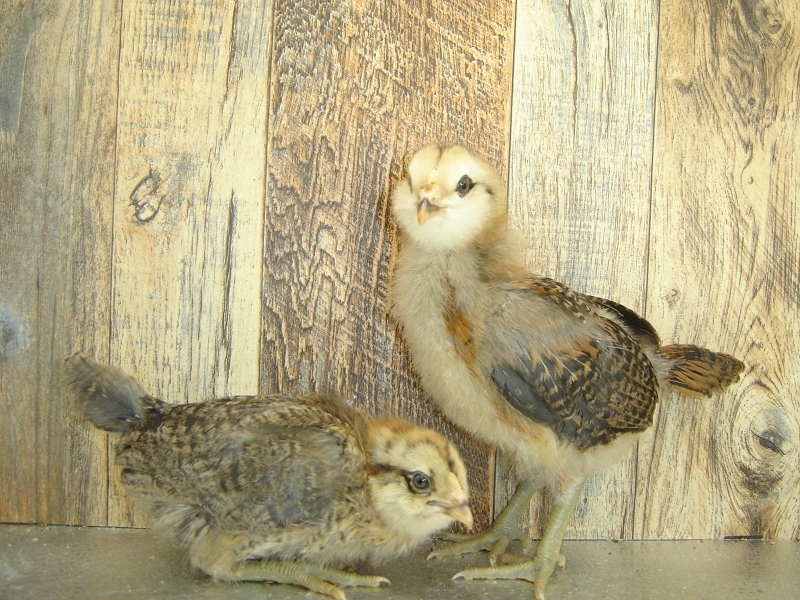 4 Pullet Chicks Week 3 Easter Eggers 3 and 4