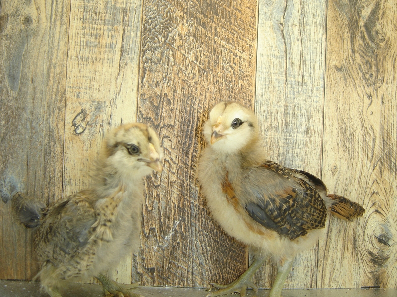 4 Pullet Chicks Week 3 Easter Eggers 3 and 4