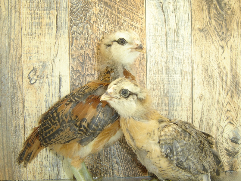4 Pullet Chicks Week 4 Easter Eggers 1 and 2
