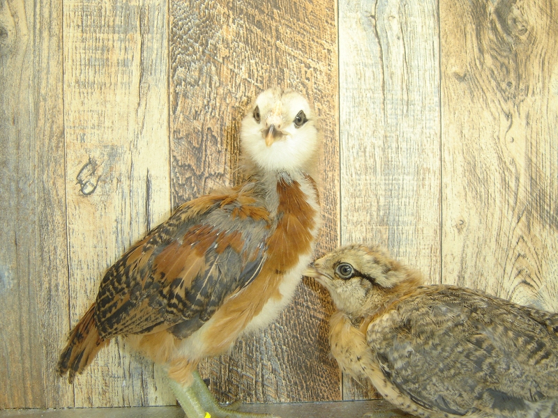 4 Pullet Chicks Week 4 Easter Eggers 1 and 2
