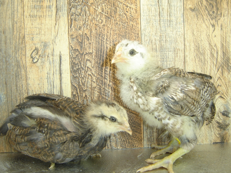 4 Pullet Chicks Week 4 Easter Eggers 3 and 4