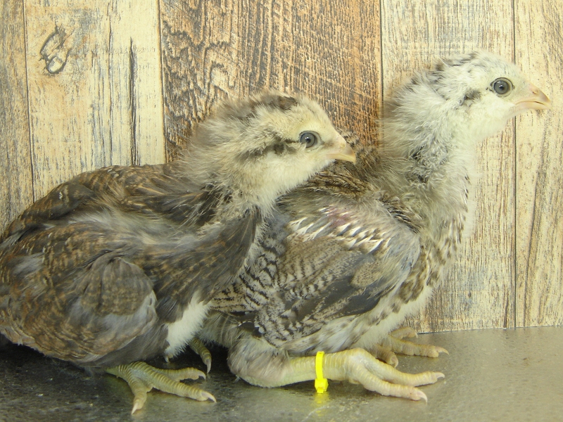 4 Pullet Chicks Week 4 Easter Eggers 3 and 4