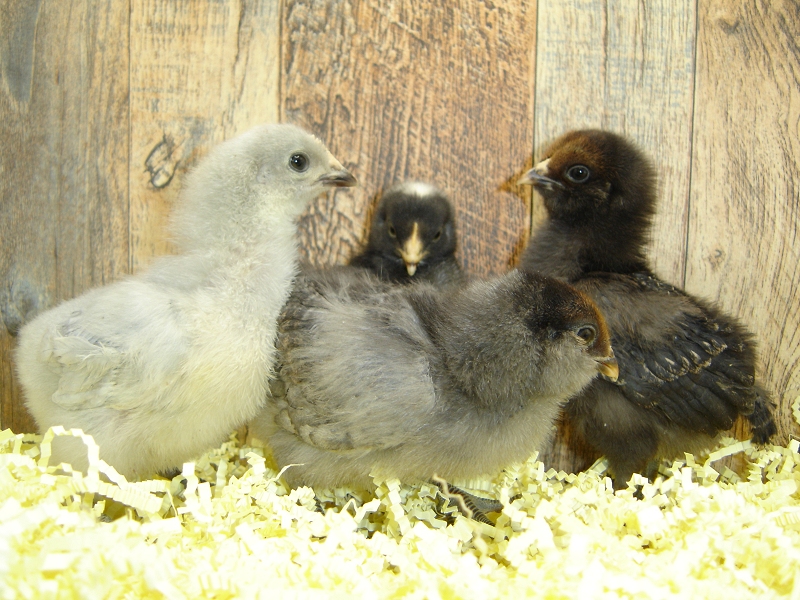 4 Pullet Chicks Week 1 Barred Rock, Lavender Orpington, & 2 Easter Egger