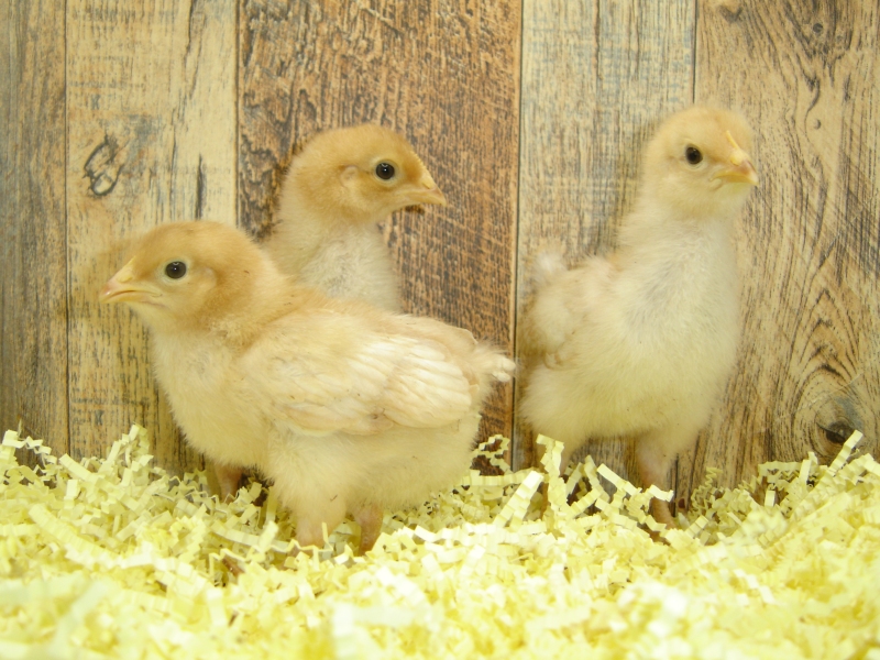 3 Pullet Chicks Week 1 - Gold Comet