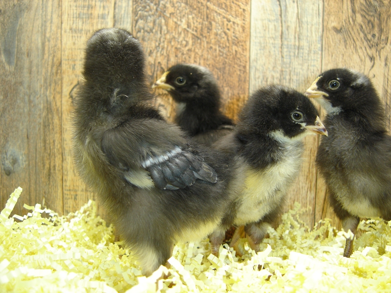 5 Pullet Chicks Week 1 - Barred Rock