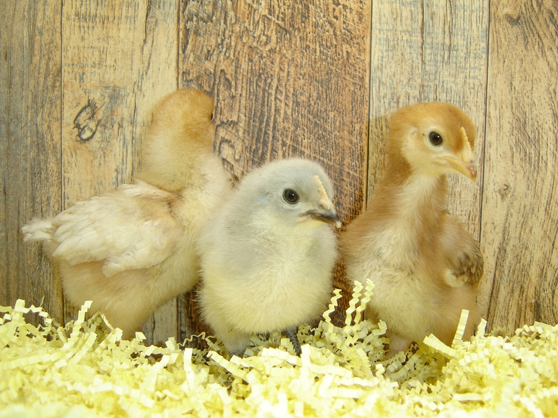 3 Pullet Chicks Week 1 - Rhode Island Red, Gold Comet, & Lavender Orpington