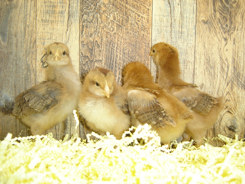 4 Pullet Chicks Week 1 - Rhode Island Red & Welsummer