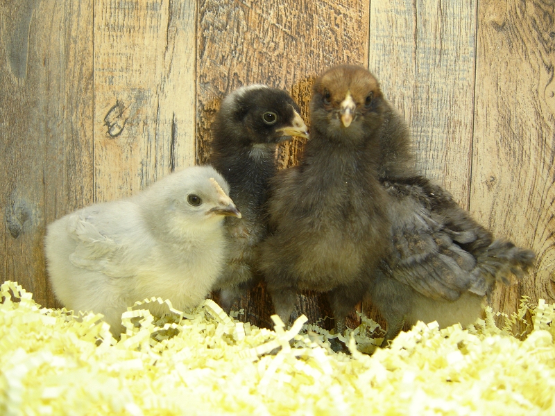 4 Pullet Chicks Week 1 Barred Rock, Lavender Orpington, & 2 Easter Egger