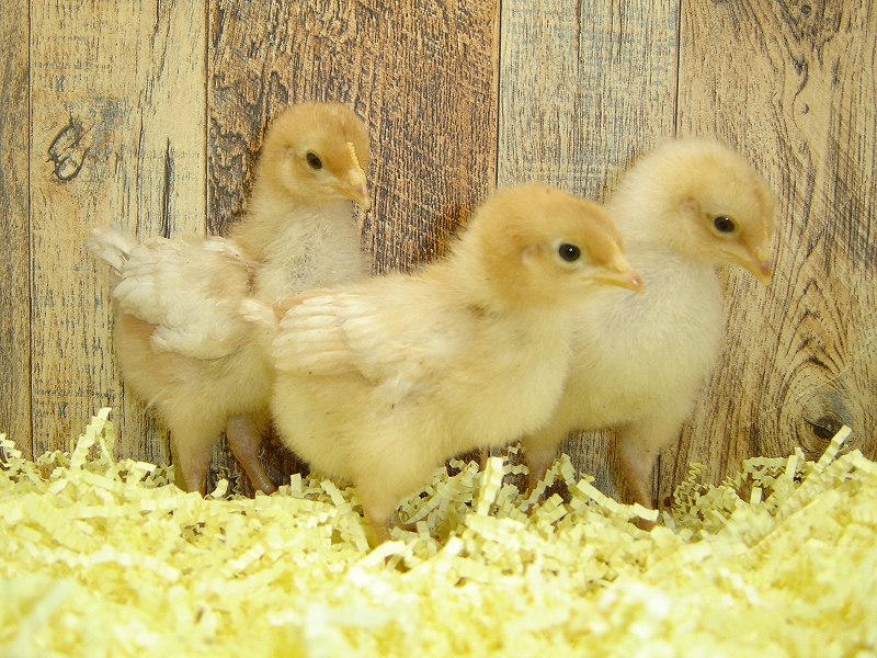 3 Pullet Chicks Week 1 - Gold Comet