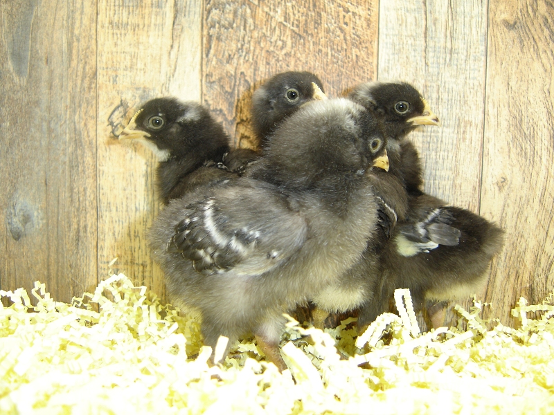 5 Pullet Chicks Week 1 - Barred Rock