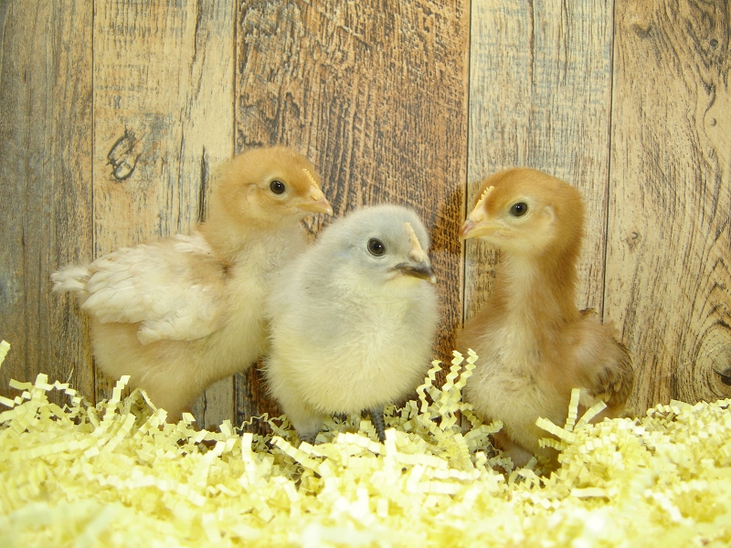 3 Pullet Chicks Week 1 - Rhode Island Red, Gold Comet, & Lavender Orpington