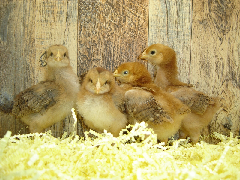 4 Pullet Chicks Week 1 - Rhode Island Red & Welsummer