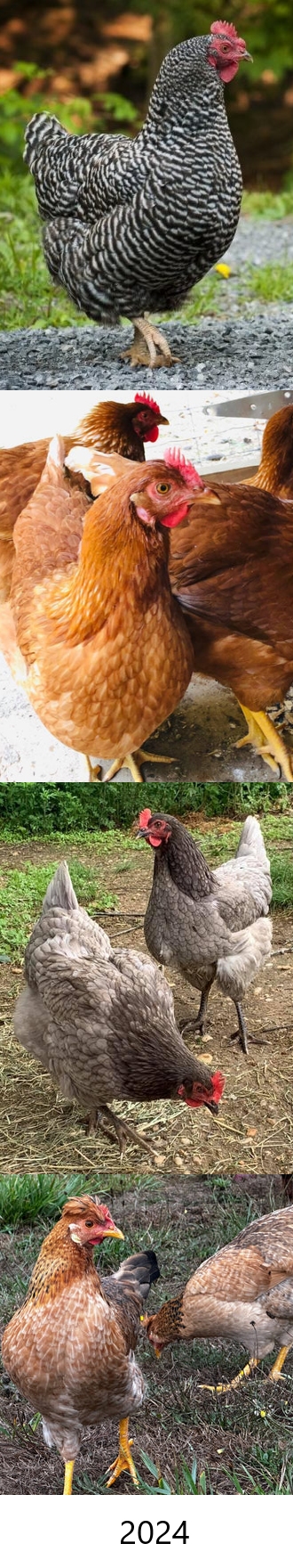 2024 Spring Chicken Breeds for ourchicken.farm