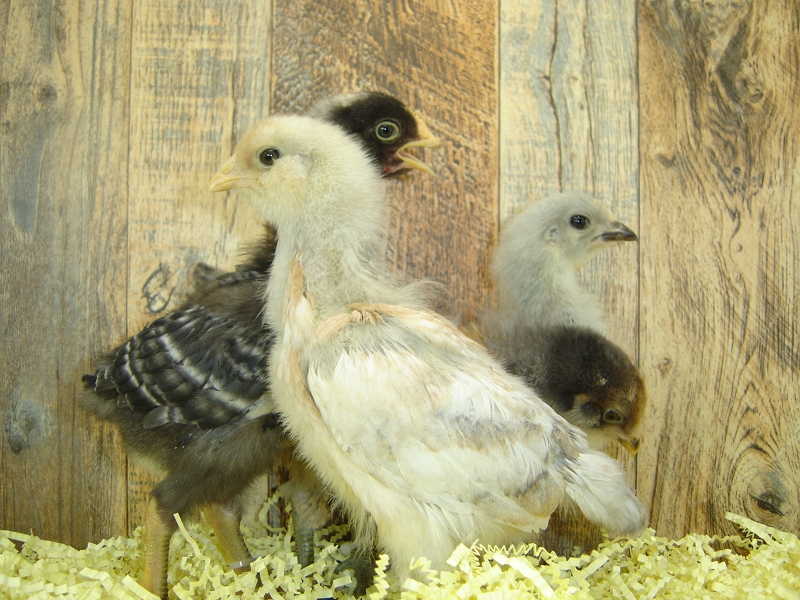 4 Pullet Chicks Week 2 Barred Rock, Lavender Orpington, & 2 Easter Egger