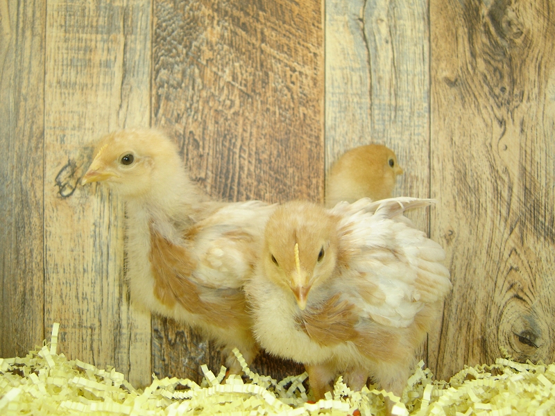 3 Pullet Chicks Week 2 - Gold Comet
