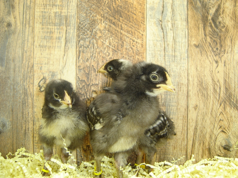 5 Pullet Chicks Week 2 - Barred Rock