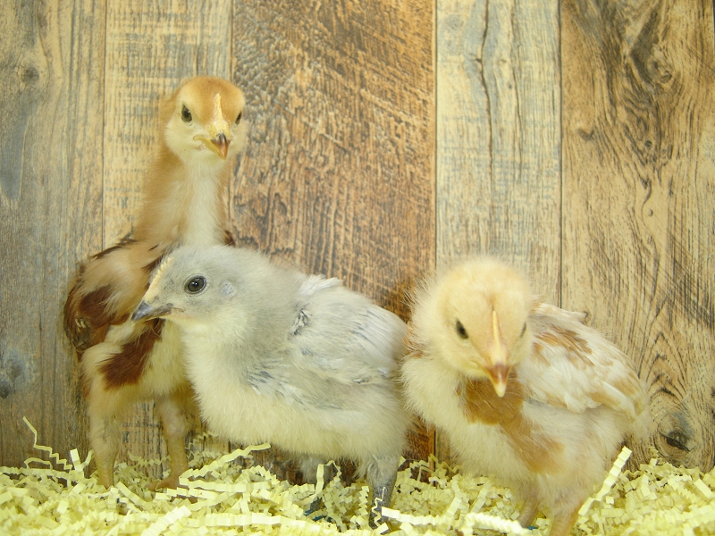 3 Pullet Chicks Week 2 - Rhode Island Red, Gold Comet, & Lavender Orpington