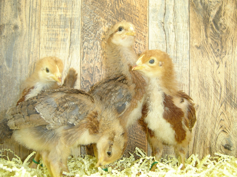 4 Pullet Chicks Week 2 - Rhode Island Red & Welsummer