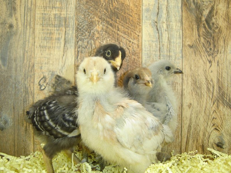 4 Pullet Chicks Week 2 Barred Rock, Lavender Orpington, & 2 Easter Egger
