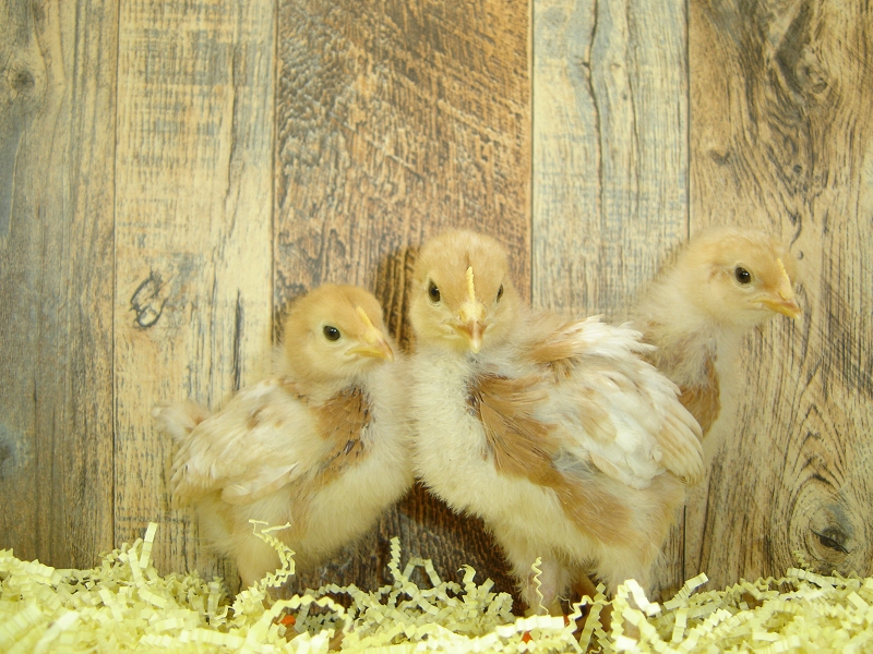 3 Pullet Chicks Week 2 - Gold Comet