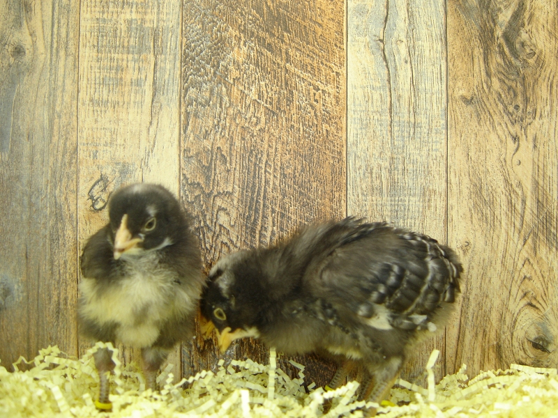 5 Pullet Chicks Week 2 - Barred Rock