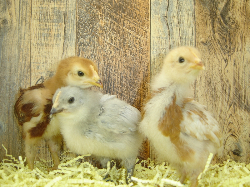 3 Pullet Chicks Week 2 - Rhode Island Red, Gold Comet, & Lavender Orpington