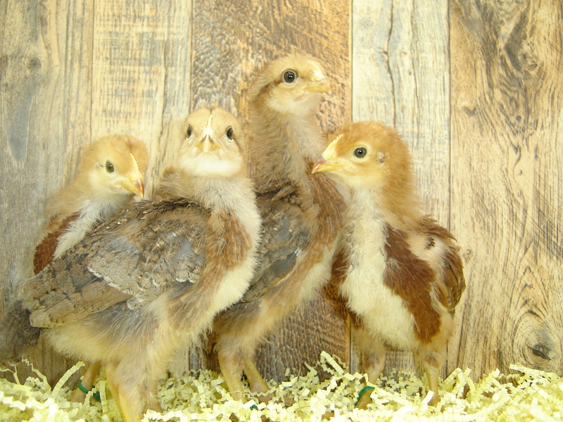 4 Pullet Chicks Week 2 - Rhode Island Red & Welsummer