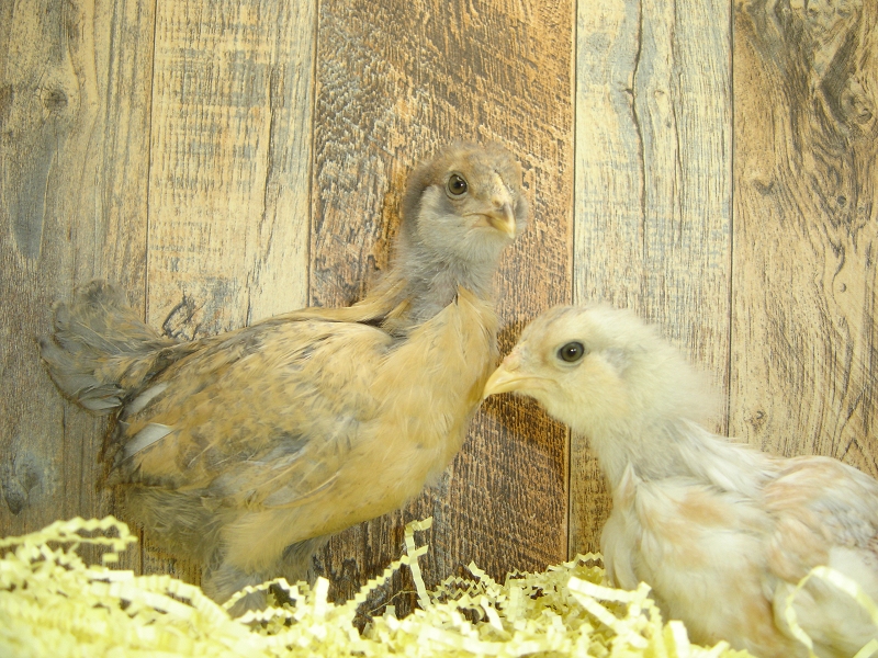 2 Pullet Chicks Week 3 - Easter Eggers