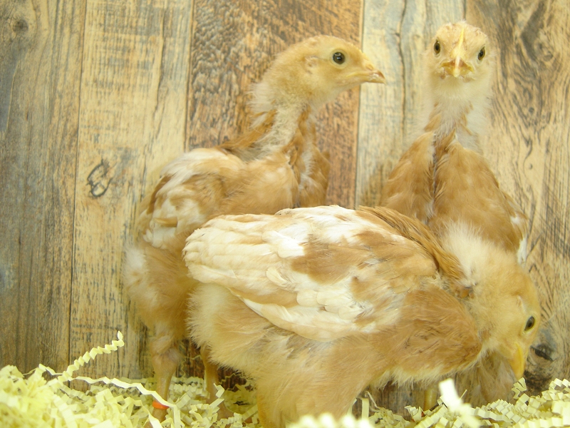3 Pullet Chicks Week 3 - Gold Comet