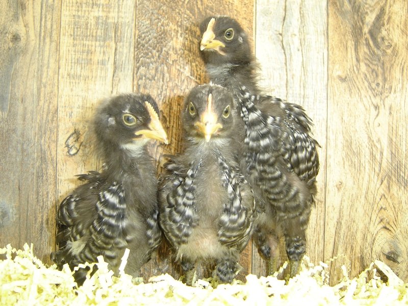 5 Pullet Chicks Week 3 - Barred Rock