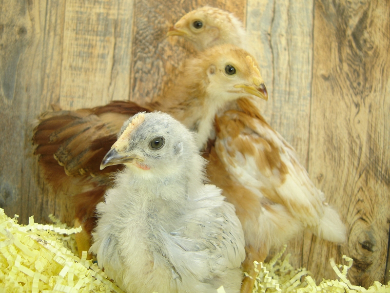 3 Pullet Chicks Week 3 - Rhode Island Red, Gold Comet, & Lavender Orpington