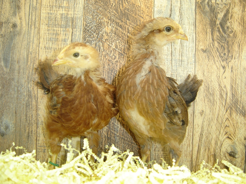 Pullets 1 & 2 Chicks Week 3 - Rhode Island Red & Welsummer