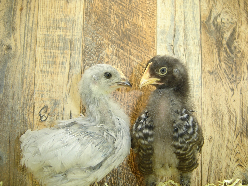 2 Pullet Chicks Week 3 - Barred Rock & Lavender Orpington
