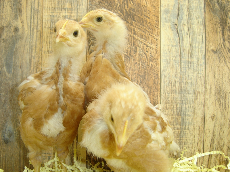 3 Pullet Chicks Week 3 - Gold Comet