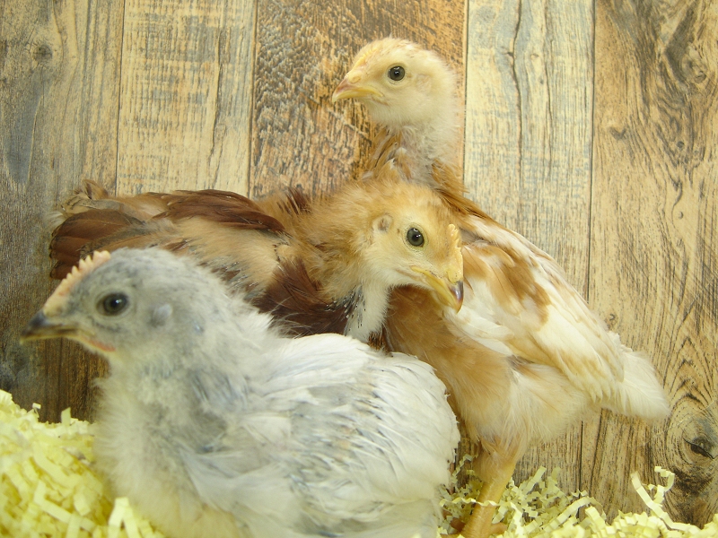 3 Pullet Chicks Week 3 - Rhode Island Red, Gold Comet, & Lavender Orpington