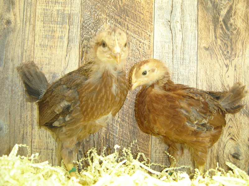 Pullets 3 & 4 Chicks Week 3 - Rhode Island Red & Welsummer