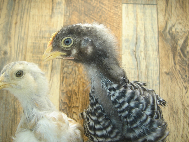 2 Pullet Chicks Week 4 - Barred Rock & Easter Egger