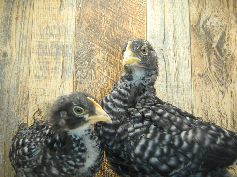 5 Pullet Chicks Week 4 - Barred Rock