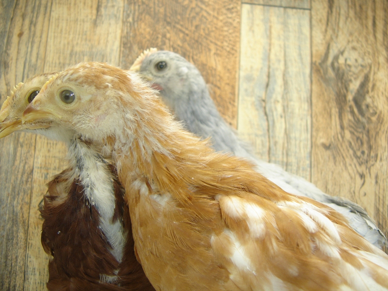 3 Pullet Chicks Week 4 - Rhode Island Red, Gold Comet, & Lavender Orpington