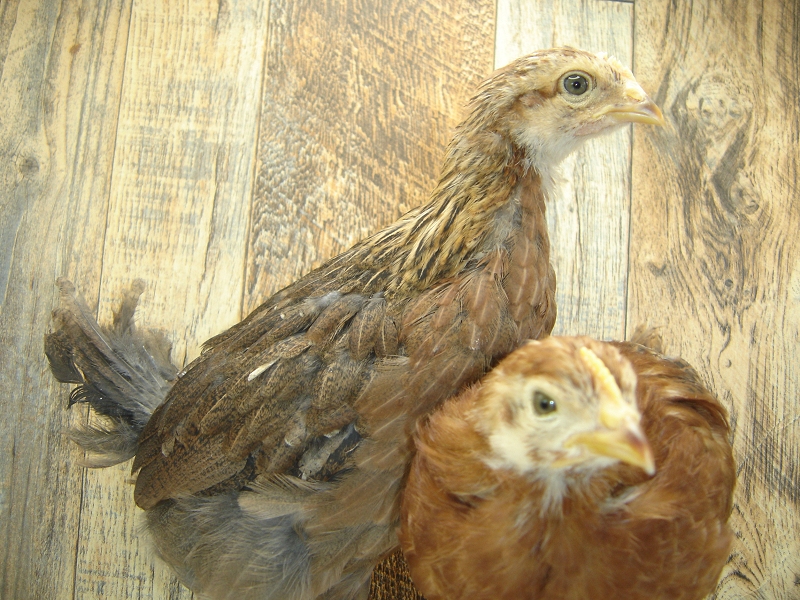 Pullets 1 & 2 Chicks Week 4 - Rhode Island Red & Welsummer