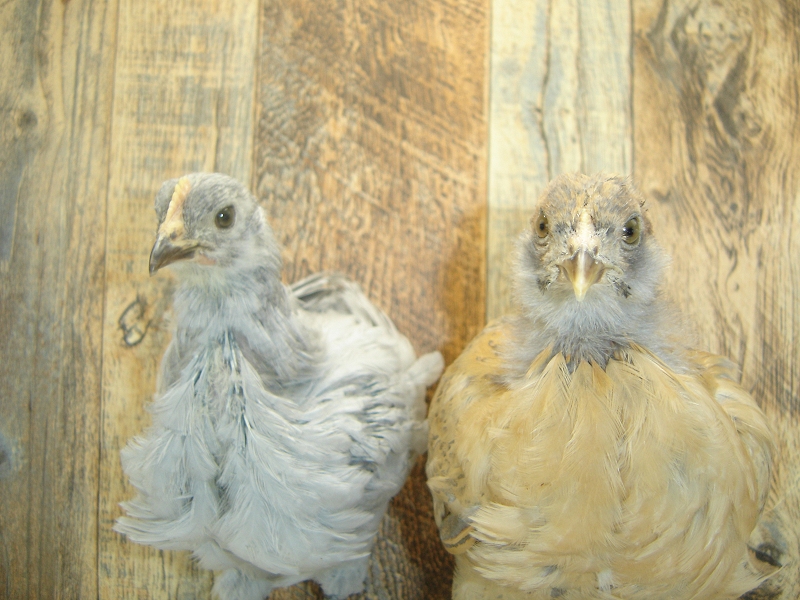 2 Pullet Chicks Week 4 - Easter Egger & Lavender Orpington