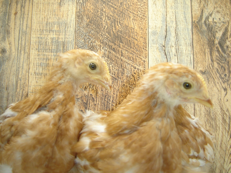 3 Pullet Chicks Week 4 - Gold Comet