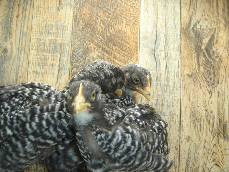 5 Pullet Chicks Week 4 - Barred Rock
