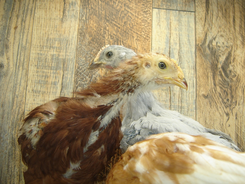 3 Pullet Chicks Week 4 - Rhode Island Red, Gold Comet, & Lavender Orpington