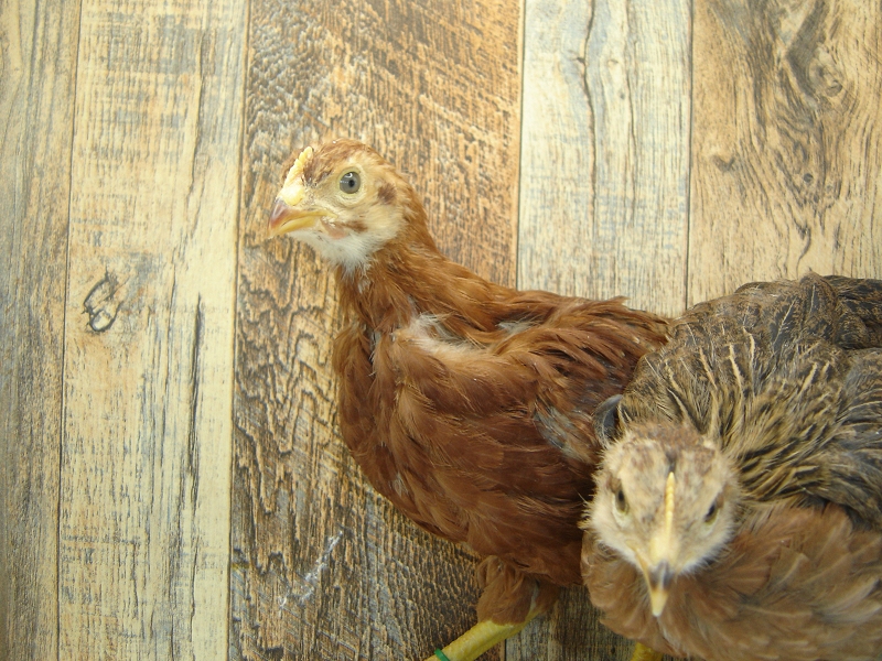 Pullets 3 & 4 Chicks Week 4 - Rhode Island Red & Welsummer